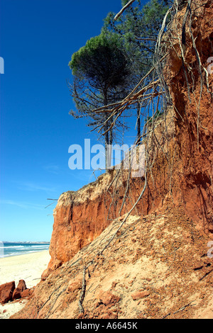 Grave erosione scogliera esponendo il sistema di radici di alberi che crescono sulla costa di Algarve in Portogallo meridionale. Foto Stock