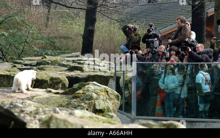 Knut l'orso polare in Zoo di Berlino Foto Stock