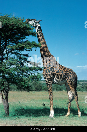 Maschio maturo Masai Giraffe alimentazione su Acacia Masai Mara riserva nazionale del Kenya Foto Stock