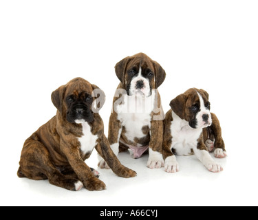 Gruppo del boxer cuccioli di cane Foto Stock