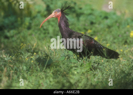 Calvo IBIS Geronticus calvus Foto Stock