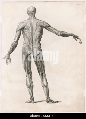 Anatomia del corpo dei muscoli Foto Stock