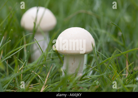 Agaricus bisporus.Tabella fungo funghi coltivati, campo fungo FUNGO PULSANTE Foto Stock