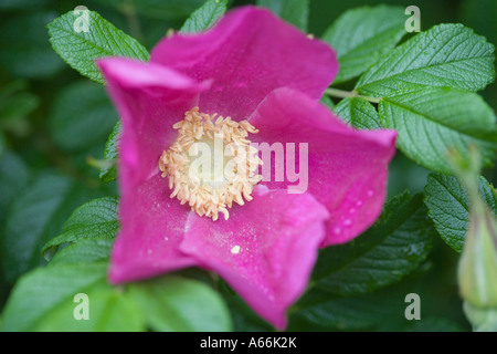 Deep pink fiore di rosa canina. Rosa canina. Foto Stock