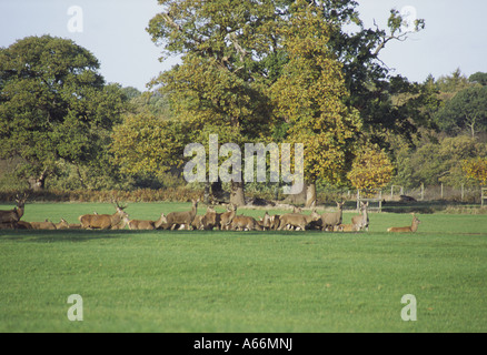 Piccola mandria di cervi rossi a piedi attraverso il campo aperto prima di quercia Knebworth House Hertfordshire Inghilterra UK 2006 NR Foto Stock