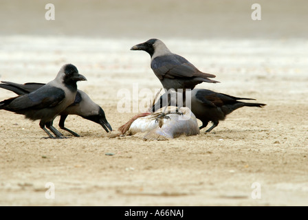 Casa corvi, Corvus splendens, si nutrono di pesci di grandi dimensioni, Muscat beach, Oman, Gennaio Foto Stock