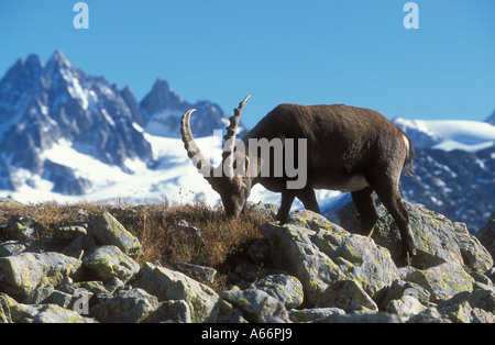 Maschio di Capra Ibex pascolare Aiguille Rouges Nature Preserve nel retro Aiguilles de Chamonix alpi francesi Francia Foto Stock