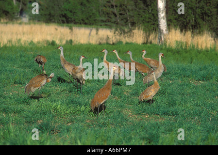 Gregge di sandhill gru Grus canadensis in Prato della Penisola di Kenai Alaska Foto Stock