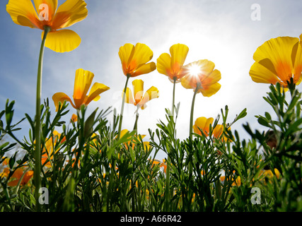 Un occhio di formiche vista guardando attraverso il papavero che fiorisce in un campo nel sud Arizona in primavera Foto Stock