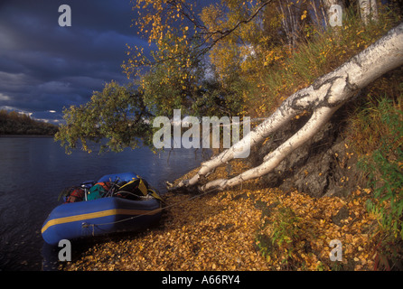 Raft legato su albero sulla riva del fiume sassosi con foglie su un terreno di betulla Alberi e bosco di betulle, SW Alaska Foto Stock