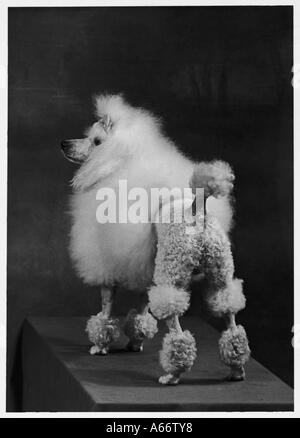 Caduta Mini Poodle Ardian Foto Stock