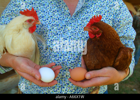 La genetica, una donna che tiene un pollo marrone e un pollo bianco con i loro rispettivi marrone e bianco uova Foto Stock