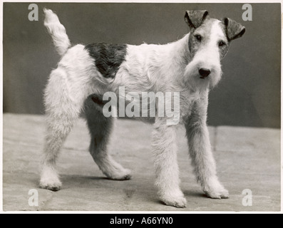 Filo di caduta Fox Terrier Foto Stock