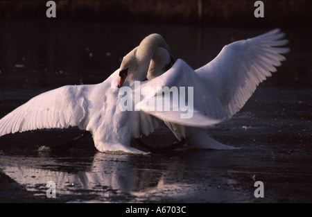 Cigni combattimenti Cygnus olor Foto Stock