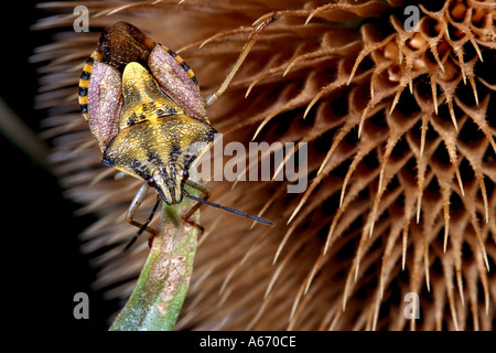 Carpocoris mediterraneoatlanticus Heteroptera pentatomidae su thistle Foto Stock