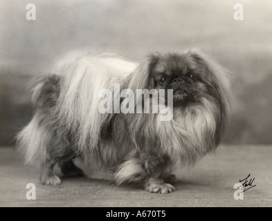 Caduta Pekingese 1932 Foto Stock