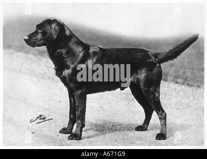 Rientrano il Crufts vincitore 1932 Foto Stock