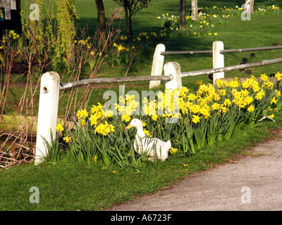 La stagione primaverile è arrivata anatra bianca accanto ai fiori di narcisi gialli in fiore giorno di sole accanto allo stagno Blackmore Village green Essex Inghilterra Regno Unito Foto Stock