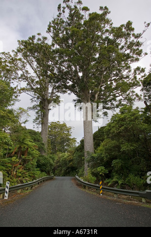 Grandi kauri o alberi di resina dammar Agathis australis su strada Waipoua Kauri Forest Isola del nord della Nuova Zelanda Foto Stock