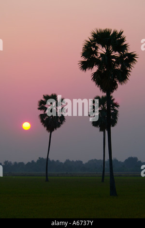 Tramonto in Suphan Buri provincia della Thailandia con Borassus flabellifer Asian Palmyra palme Foto Stock