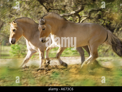 Fiordo norvegese cavalli galoppo nel paddock Mark J Barrett 2000 Foto Stock