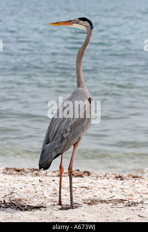 Airone blu in allevamento piumaggio guardando a sinistra dell'Isola Sanibel Florida Foto Stock