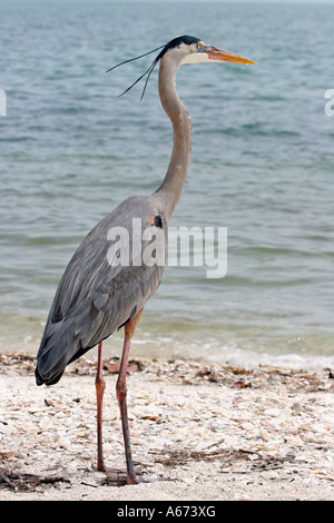 Airone blu in allevamento piumaggio guardando a destra su Sanibel Island Florida Foto Stock