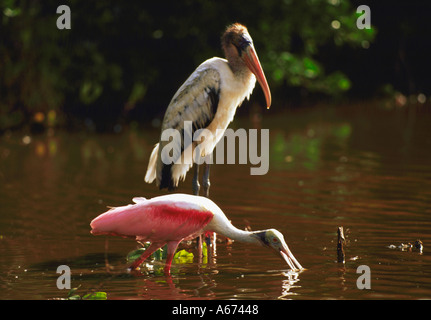 Roseate Spoonbill e legno Ibis a Mrazek stagno, Everglades National Park, Florida Foto Stock