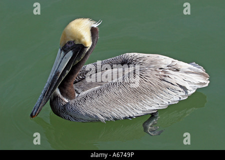 Pellicano bruno adulti riproduttori (testina del giallo, marrone collo) nuoto Foto Stock