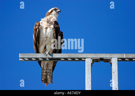 Osprey seduto su utility pole, Fort Myers Beach, Florida Foto Stock