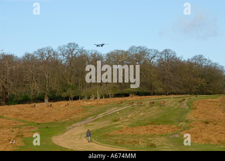 Uomo che cammina cane nel Parco di Richmond, Surrey, Inghilterra, aeroplano sopra, cervi dietro. Foto Stock