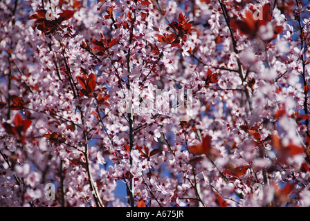 "Prugna fiore primavera, California' Foto Stock