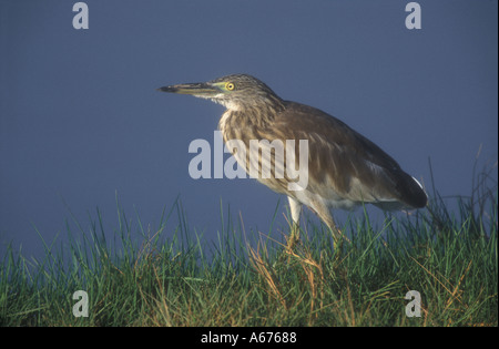 INDIAN POND HERON Ardeola grayii Foto Stock