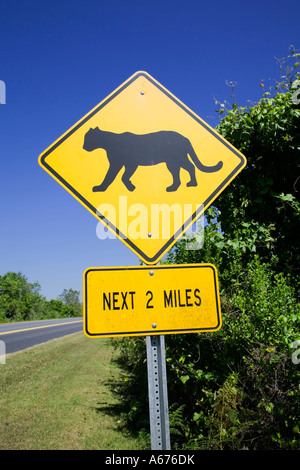 Una Pantera segno di attraversamento in Everglades National Park nel sud della Florida Foto Stock