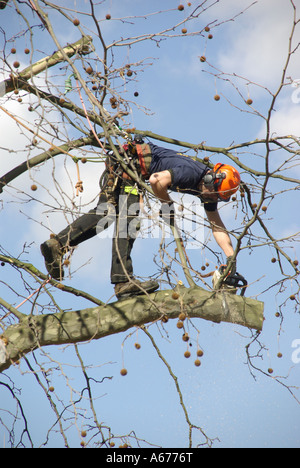 Tree feller lavora ad alta sopra il livello della strada per il taglio di rami a sbalzo Foto Stock