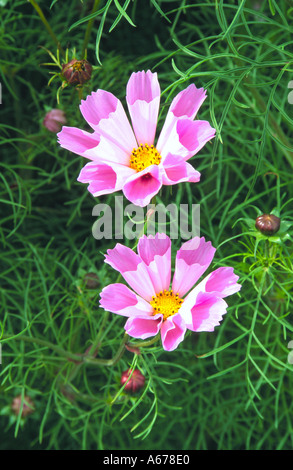 Cosmo conchiglie di mare Foto Stock