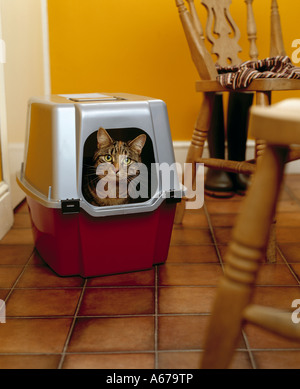 Cat in attesa in costruzione carrello Foto Stock