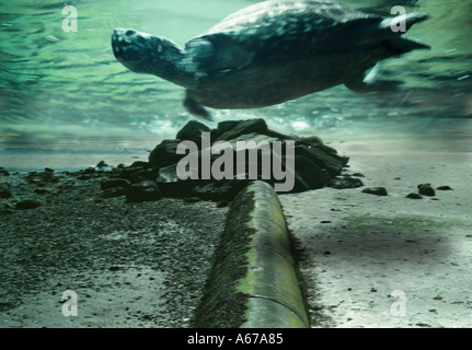 Sea Turtle nuoto passato tubo fognario Foto Stock