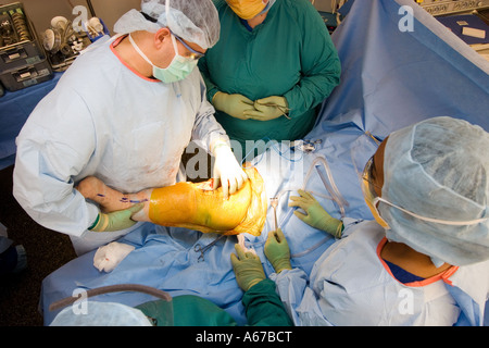 Il chirurgo controlla intervallo di movimento e montare di protesi del ginocchio del paziente