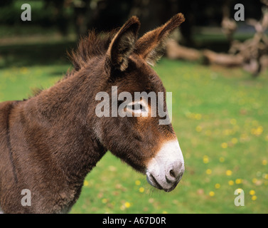 Poitou asino - Ritratto Foto Stock