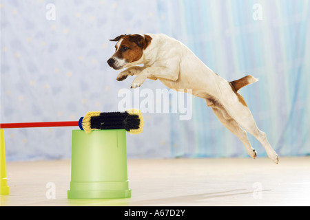Agilità nell'appartamento Parson Jack Russell Terrier saltando scopa Foto Stock