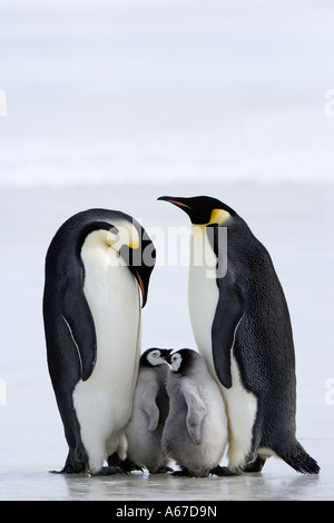 Pinguini imperatore con i cuccioli / Aptenodytes forsteri Foto Stock