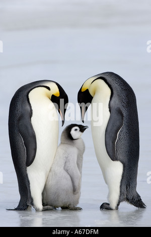 Due pinguini imperatore con cub / Aptenodytes forsteri Foto Stock