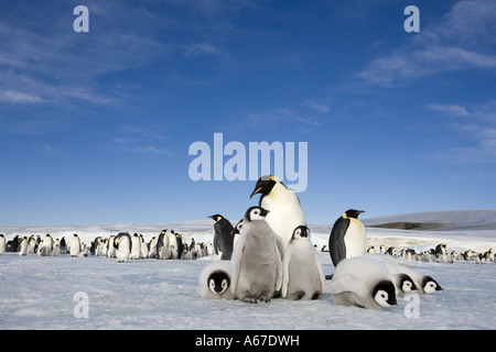Pinguini imperatore con i cuccioli / Aptenodytes forsteri Foto Stock
