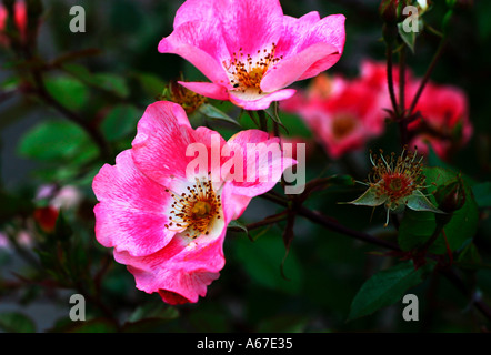 Rosa rose canine (Rosa canina) Foto Stock