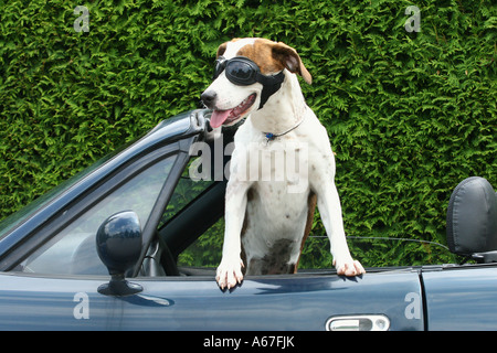 Jack Russell Terrier con occhiali da sole in auto Foto Stock