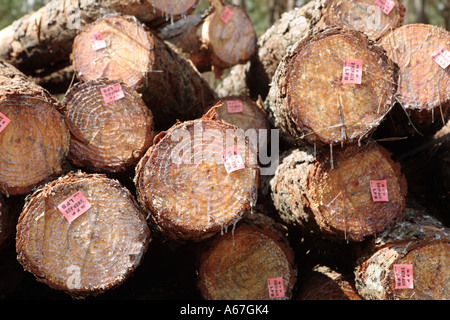 Pila di taglio di alberi di pino Plantation Sud Africa Foto Stock