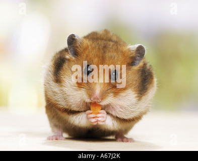 Criceto dorato (mesocricetus auratus), mangiare Foto Stock