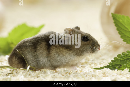 Dzhungarian criceto nano / Phodopus sungorus Foto Stock