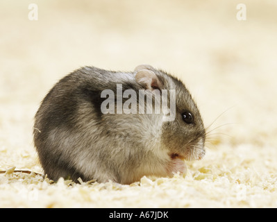 Dzhungarian criceto nano / Phodopus sungorus Foto Stock